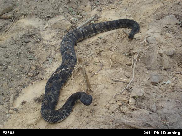 Timber Rattlesnake