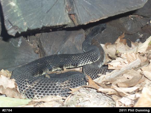Timber Rattlesnake