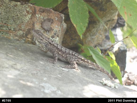 Eastern Fence Lizard