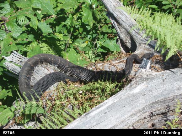 Timber Rattlesnake