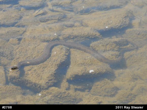 Northern Watersnake