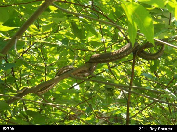Queensnake