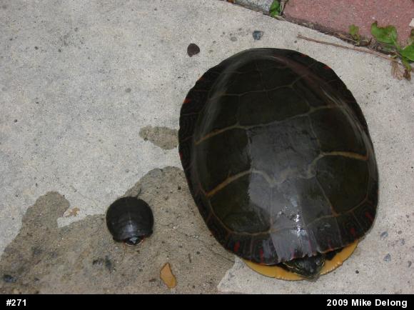 Eastern Painted Turtle