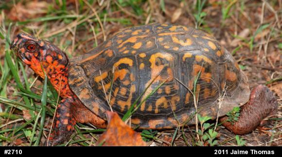 Eastern Box Turtle