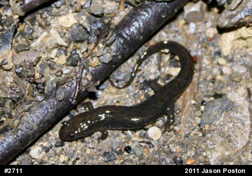 Northern Dusky Salamander