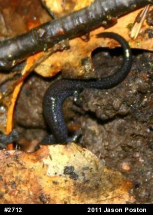 Northern Ravine Salamander