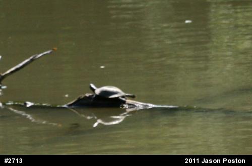Red-eared Slider