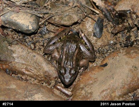 Pickerel Frog