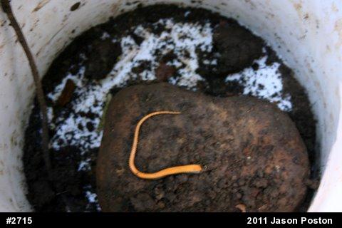 Northern Ring-necked Snake