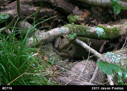 Green Frog