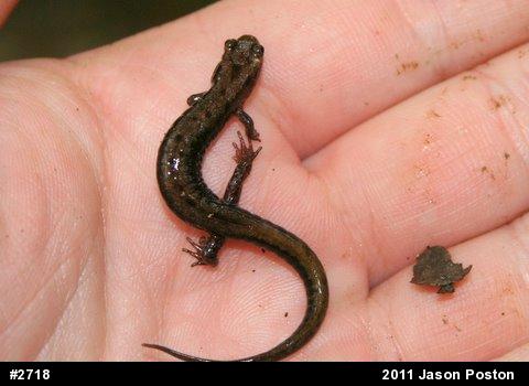 Allegheny Mountain Dusky Salamander
