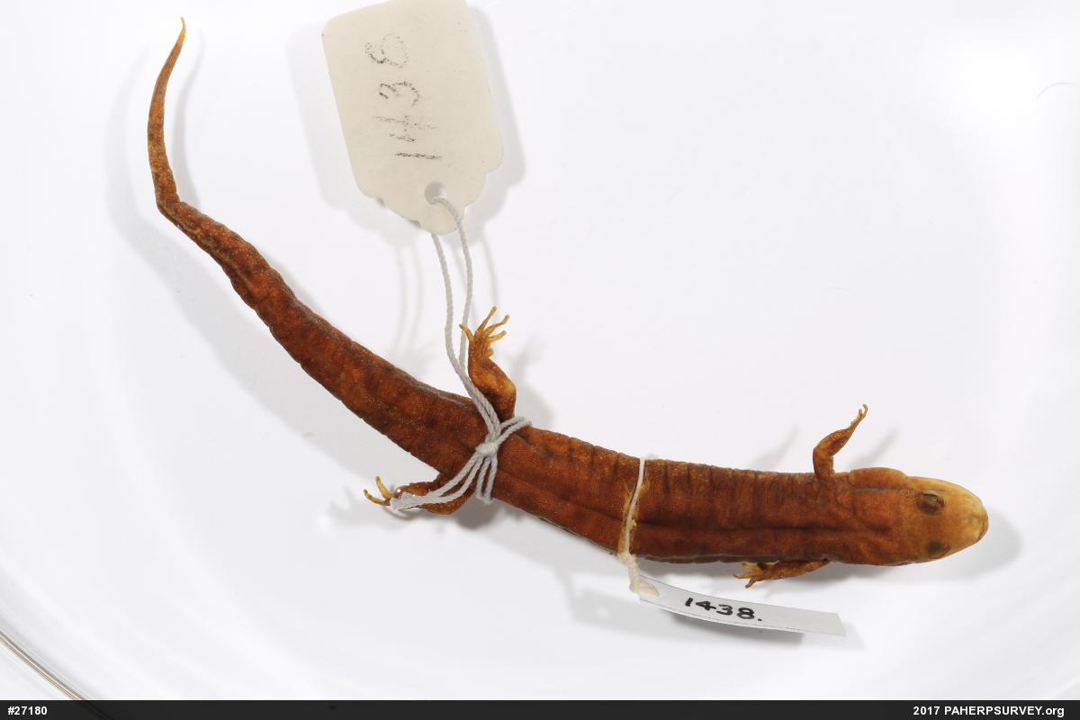 Seal Salamander