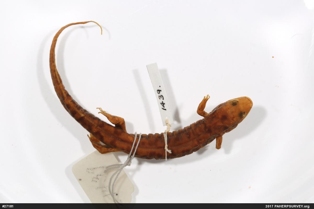 Seal Salamander