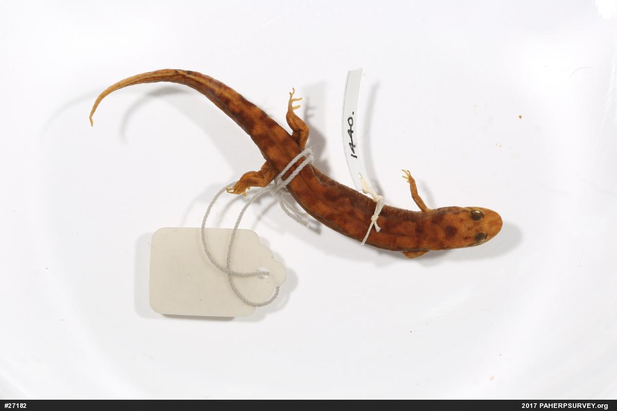 Seal Salamander