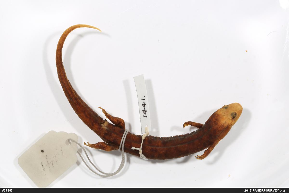 Seal Salamander