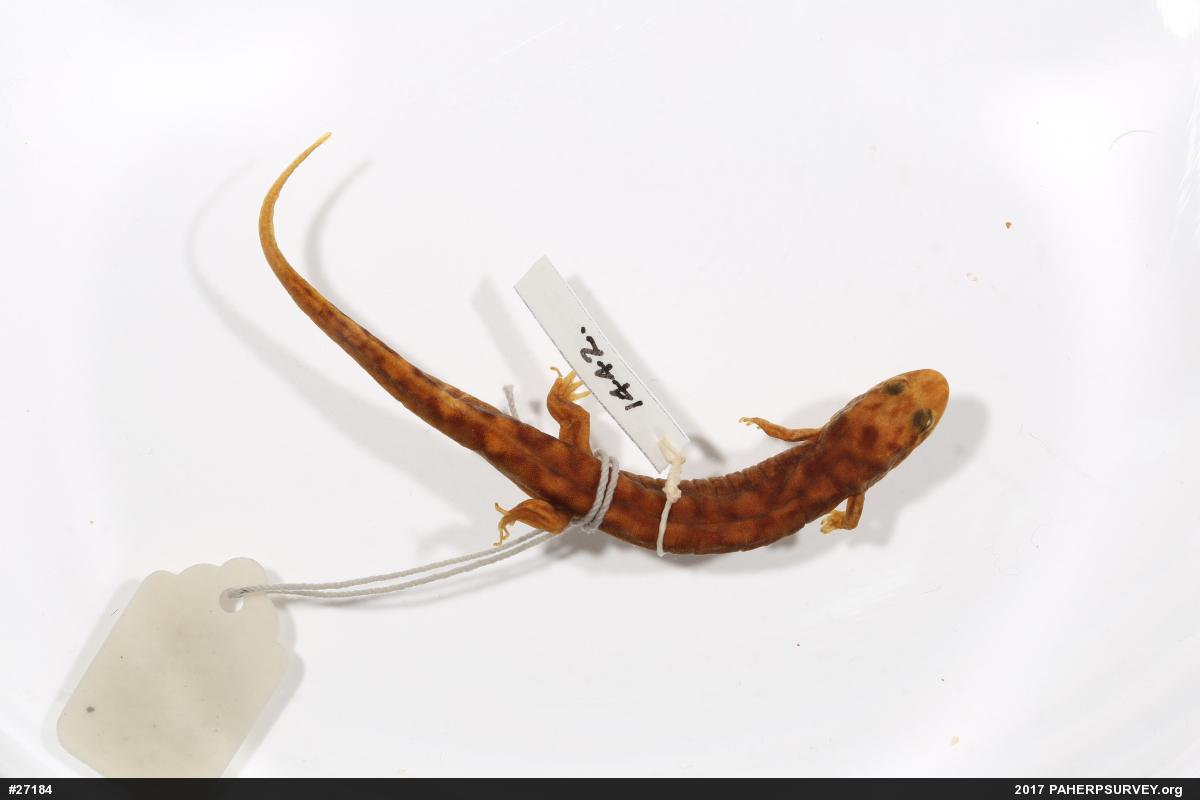 Seal Salamander