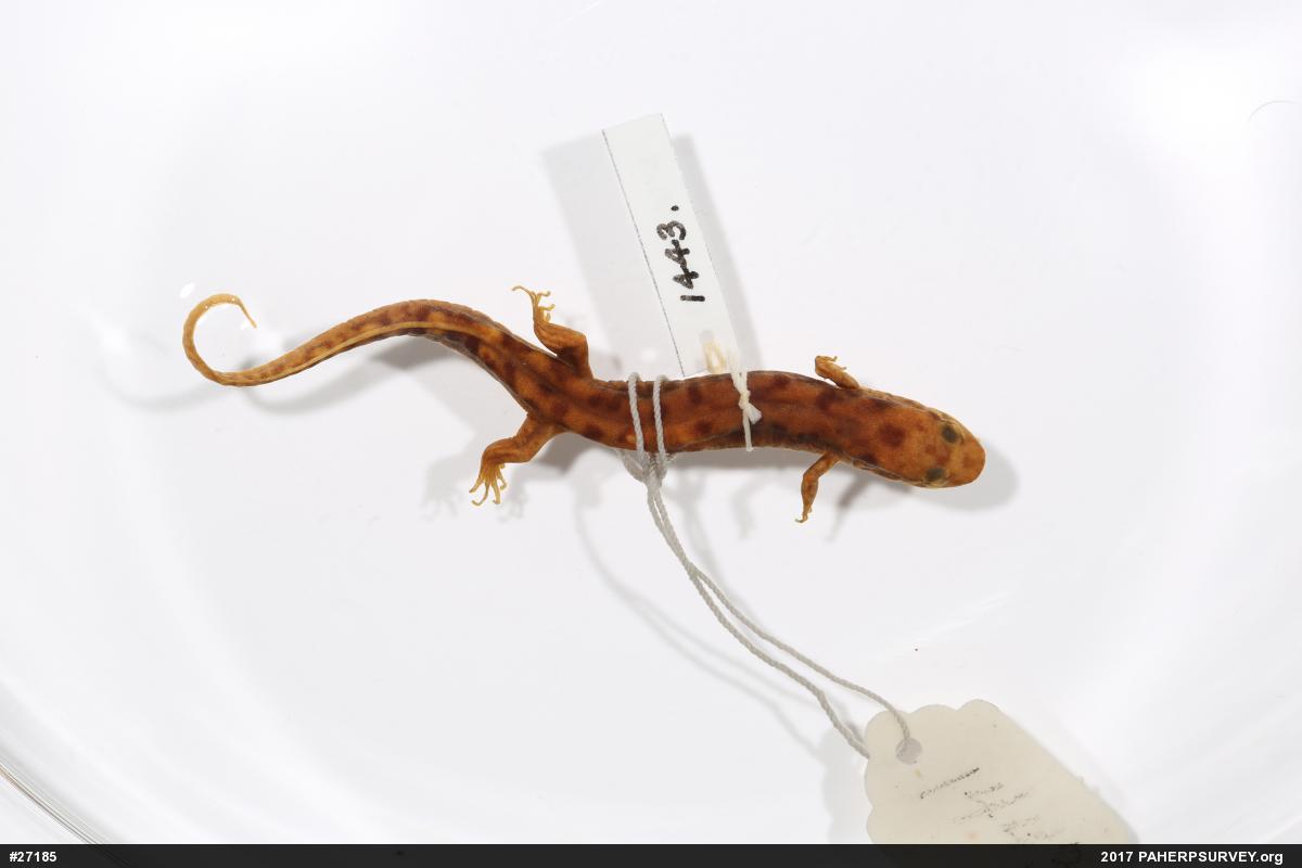Seal Salamander