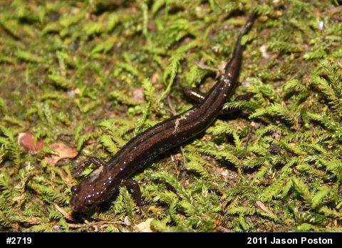 Allegheny Mountain Dusky Salamander