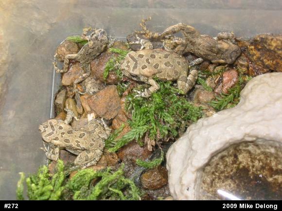 Fowler's Toad