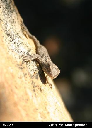 Eastern Fence Lizard