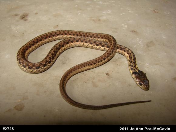 Eastern Gartersnake