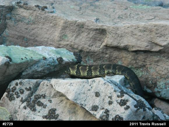 Timber Rattlesnake