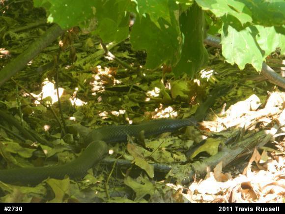 Northern Black Racer