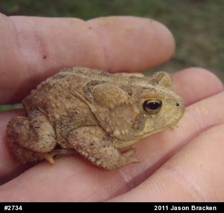 True Toads