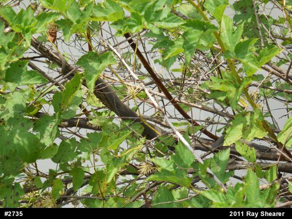 Queensnake