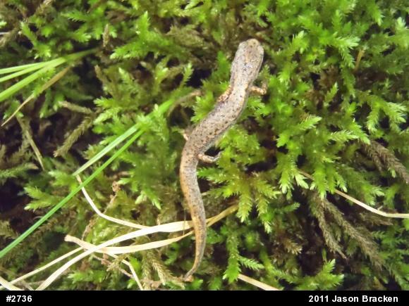 Four-toed Salamander