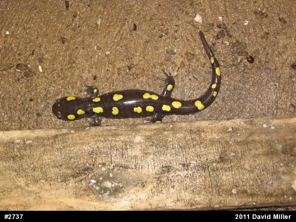 Spotted Salamander
