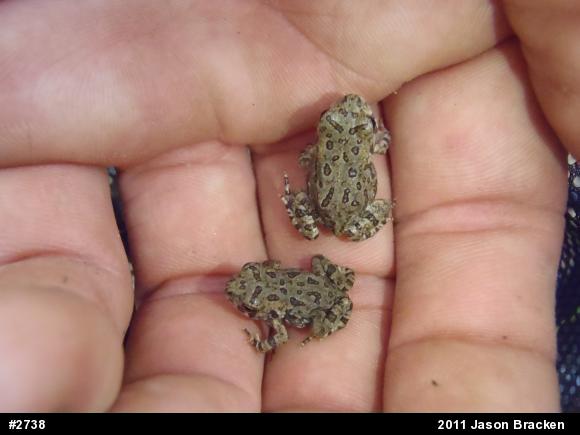 Fowler's Toad