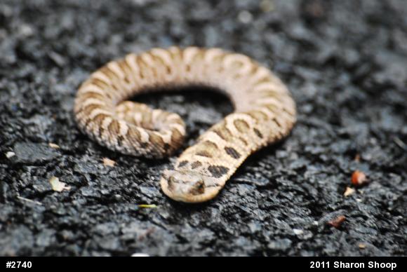Eastern Hog-nosed Snake