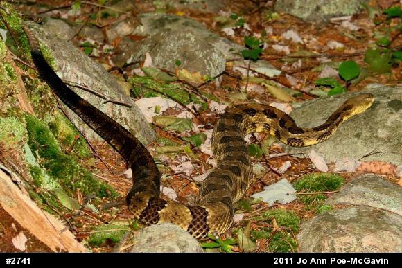 Timber Rattlesnake