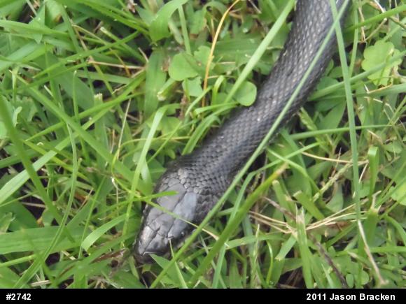 Eastern Ratsnake