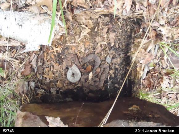 Northern Copperhead