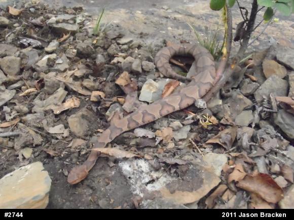 Northern Copperhead