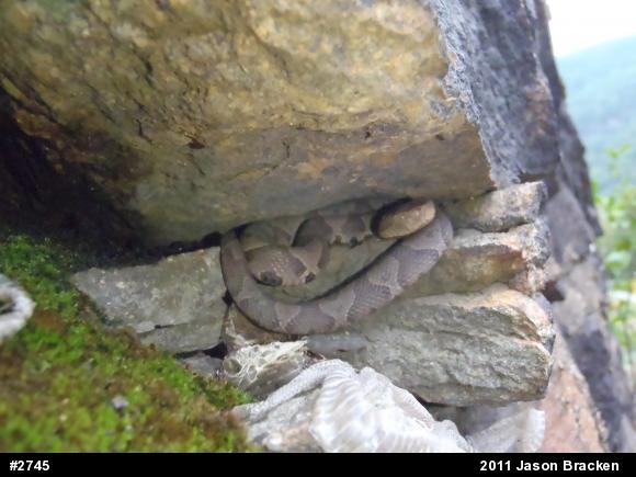 Northern Copperhead