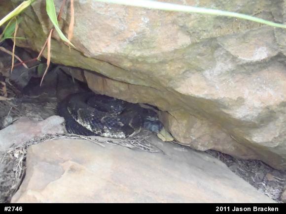 Timber Rattlesnake