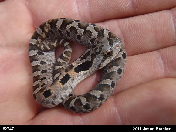 Eastern Hog-nosed Snake