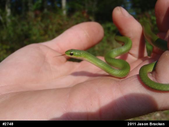 Smooth Greensnake