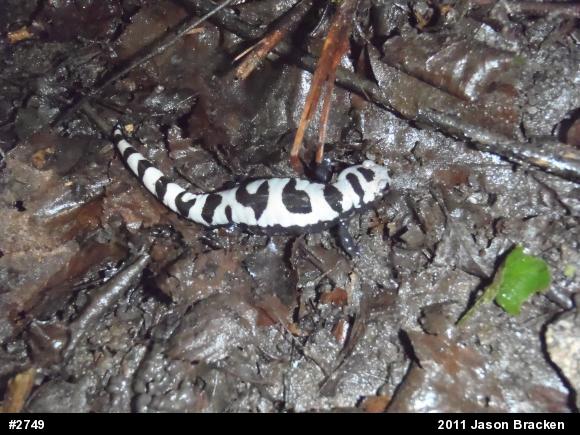 Marbled Salamander