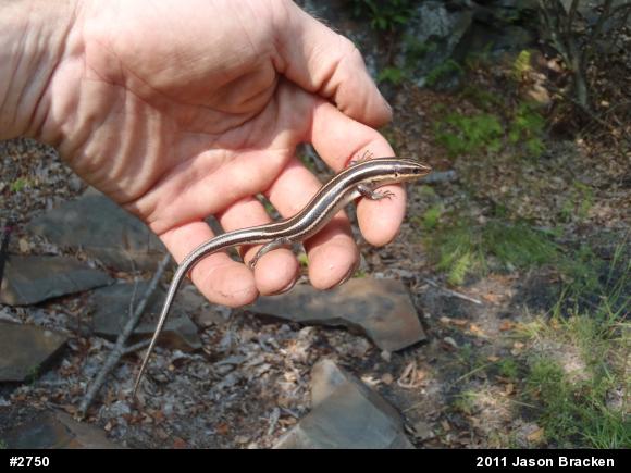 Common Five-lined Skink