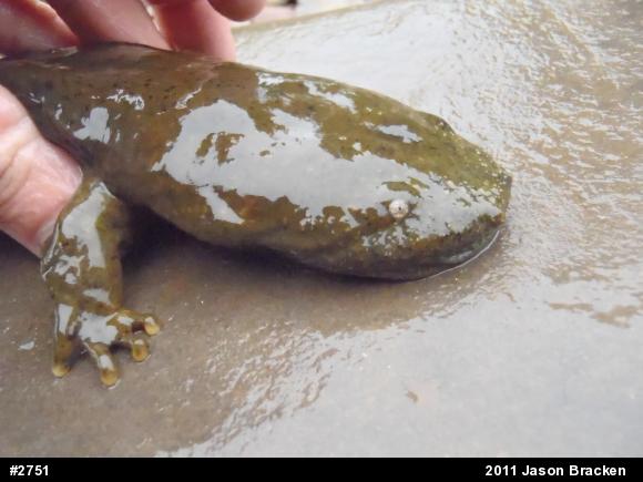 Eastern Hellbender