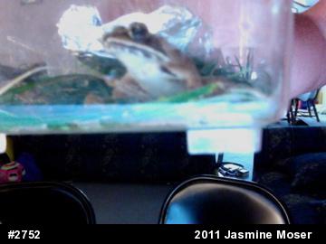 Wood Frog