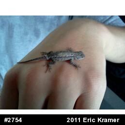 Eastern Fence Lizard