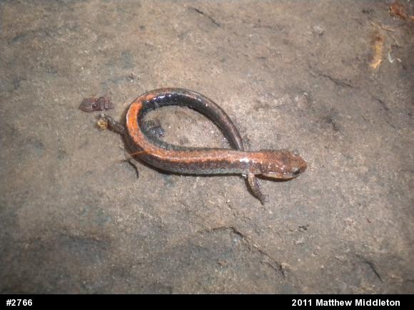 Eastern Red-backed  Salamander