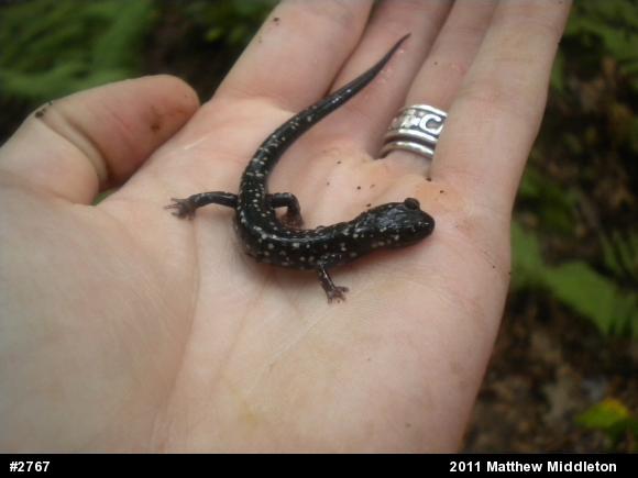Northern Slimy Salamander