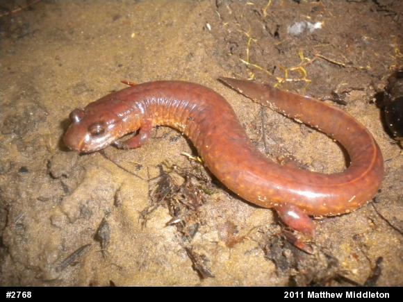 Northern Spring Salamander