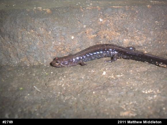 Allegheny Mountain Dusky Salamander